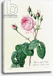 Постер Редюти Пьер Rosa Centifolia Bullata, from 'Les Roses', 19th century (coloured engraving