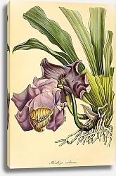Постер Huntleya Violacea