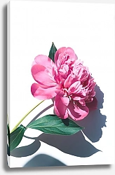 Постер Розовый пион, отбрасывающий тень