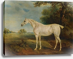 Постер Фернли Джон Серый охотник Маркиза Хантли, весь в блохах