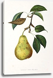 Постер Pears - Beurre Gens