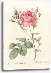 Постер Редюти Пьер Rosa Centifolia Anglica Rubra