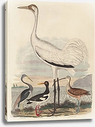 Постер Варнике Джон Г. Луизианская цапля, пестрый ловец устриц, журавль-петух и кроншнеп с длинным клювом