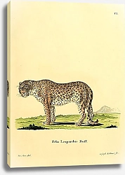 Постер Леопард Felis Leopardus