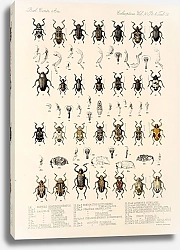 Постер Годман Фредерик Insecta Coleoptera Pl 165