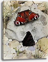 Постер Робер Поль-Андре Дневной Павлин