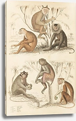 Постер Макгилливрей Уильям Macacos