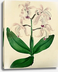 Постер Orchids cattleya