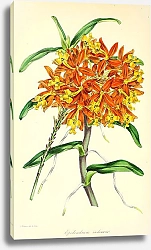 Постер Epidendrum radicans