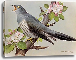 Постер British Birds - Cuckoo