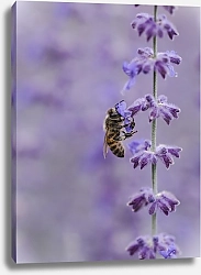 Постер Пчела на фиолетовом цветке