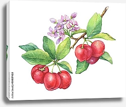 Постер Ветка спелой Ацеролы с ягодами и цветами