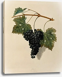 Постер Grapes - Red Frontiniac