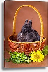 Постер Лихматый кролик в корзине с цветком