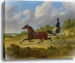 Постер Херринг Джон Знаменитый Рысак Уверенно Разыгрывает Двуколку