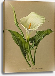 Постер Арендсен Арентина Ричардия Африканская