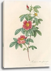 Постер Редюти Пьер Rosa Cinnamomea Flore Simplici