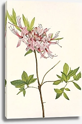 Постер Уолкотт Мари Pinxterbloom. Azalea nudiflora