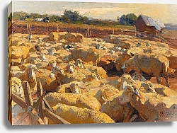 Постер Зюгеь Генрих Овцы в загоне