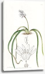 Постер Эдвардс Сиденем Spike-flowered Hyacinth