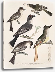 Постер Птицы Америки Уилсона 13