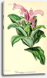 Постер Centropogon Surinamensis