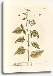 Постер Блэквелл Элизабет Древесный ночной оттенок; Горько-сладкий