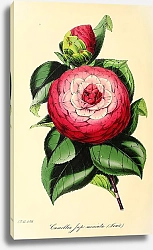 Постер Camellia Japonica, Miniata