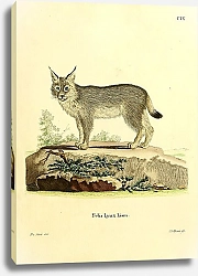 Постер Рысь Felis Lynx