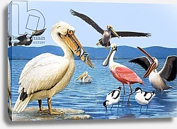 Постер Дэвис Р. (жив, дет) Birds with strange beaks