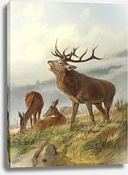 Постер Дейкер Карл Трубчатый олень с косулями