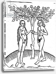 Постер Школа: Английская 15в Adam and Eve, illustration from the 'Speculum Vitae Christi', 1491