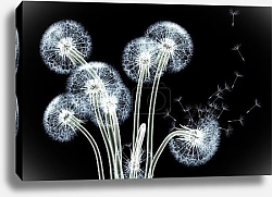 Постер Рентгеновское изображение одуванчиков на черном