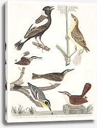 Постер Птицы Америки Уилсона 12