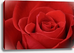 Постер Красная роза макро
