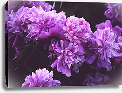 Постер Blooming peony flowers