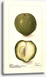 Постер Пассмор Дебора Казимироа эдулис