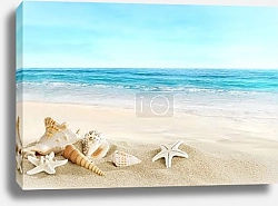 Постер Ракушки 9