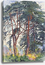 Постер Фрэнк Филипп Сосновый лес