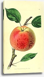 Постер Корнуэльское ароматное яблоко