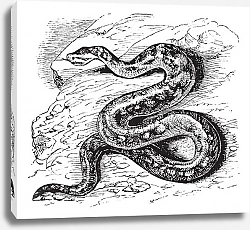 Постер Natal rock python or Python sebae natalensis vintage engraving