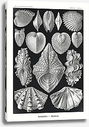 Постер Acephala–Muscheln