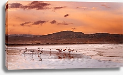 Постер Фламинго на пляже, атлантическое побережье Намибии