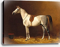 Постер Волкерс Эмиль Белая лошадь в конюшне