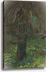 Постер Чолковский Леон Spruce