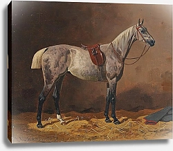 Постер Волкерс Эмиль Оседланная скаковая лошадь в конюшне