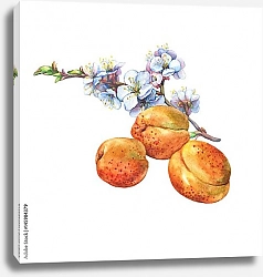 Постер Три спелых абрикоса и цветущая веточка