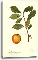 Постер Пассмор Дебора Чернослив домашний