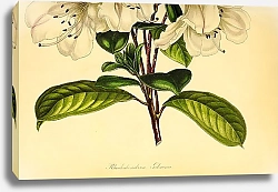 Постер Rhododendron Gibsonii 2