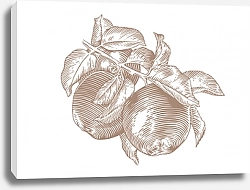 Постер Рисунок яблочной ветки с яблоками и листьями
